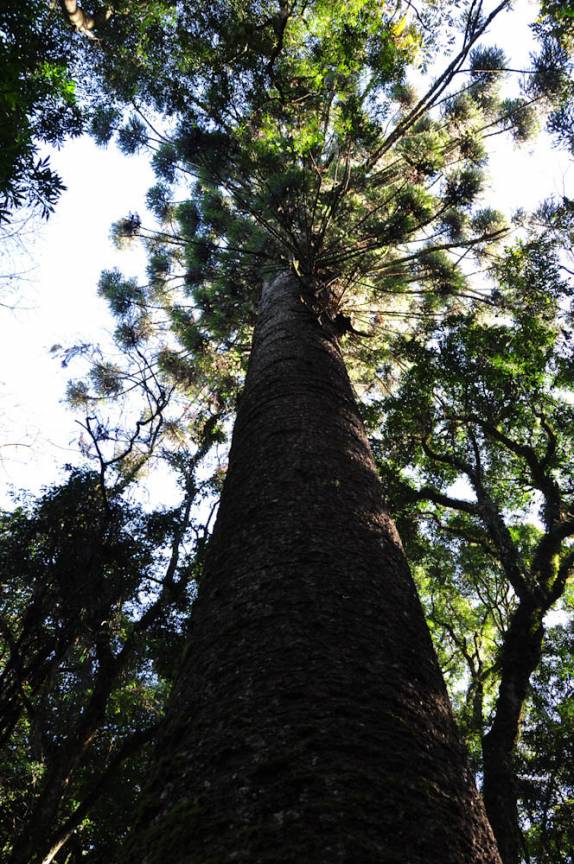 Como diria Napoleão, 'Do alto dessa árvore, dez séculos te contemplam!' (em Nova Petrópolis - RS)